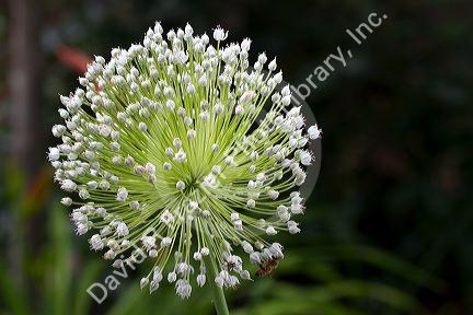 The bulbils flower of a garlic plant.