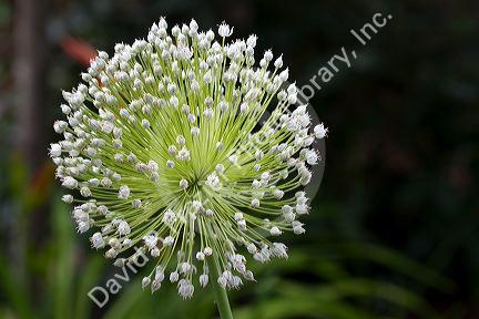 The bulbils flower of a garlic plant.