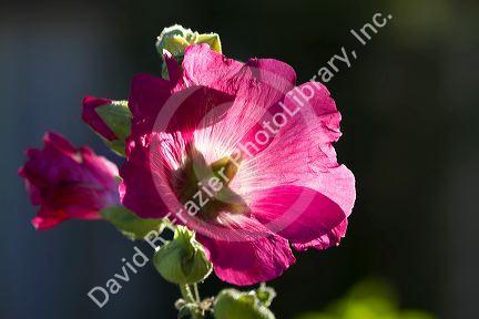 Hollhock flowering plant.