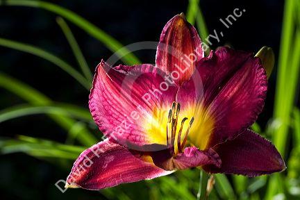Daylily in bloom.