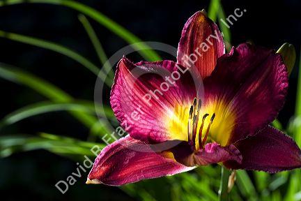 Daylily in bloom.