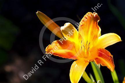 Daylily in bloom.