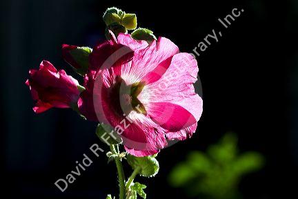 Hollhock flowering plant.
