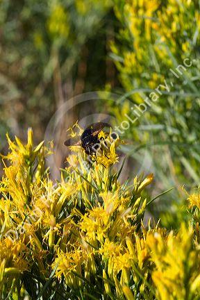 Fly on a shrub of rabbitbrush in the Craters of the Moon National Monument and Preserve located in the Snake River Plain in central Idaho, USA.