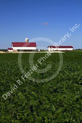 Farm and soybean crop north of Eau Claire, Wisconsin, USA.