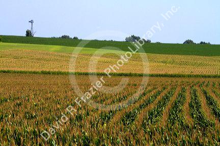 Windmill and corn crop near Griswold, Iowa, USA.