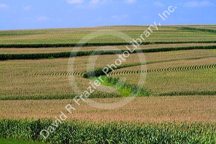 Patterns in corn crop located in Iowa, USA.