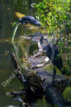 Great Blue Heron and American Alligator in the Florida everglades.