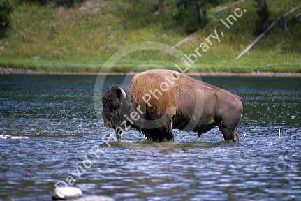 A buffalo in Yellowstone River, Wyoming.