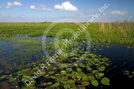Water lilies and sawgrass in the Flordia everglades.