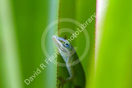 A green anole is an arboreal lizard located on the island of Kauai, Hawaii, USA.