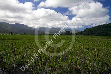 Taro crop growing at Hanalei on the island of Kauai, Hawaii, USA.