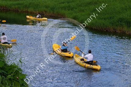 Kayaking the Hanalei River on the island of Kauai, Hawaii, USA.