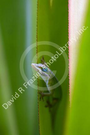 A green anole is an arboreal lizard located on the island of Kauai, Hawaii, USA.