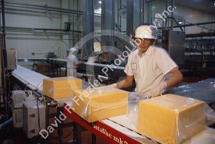 A worker puts blocks of cheese into plastic bags for vacuum sealing in a cheese factory.