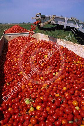 Tomato harvest near Sacramento, California.