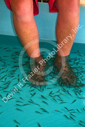 Foot pedicure given by doctor fish on the island of Ko Samui, Thailand.