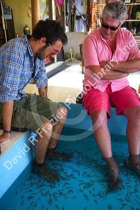 Men enjoy a foot pedicure given by doctor fish on the island of Ko Samui, Thailand.