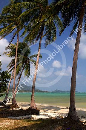 Beach with palm trees and the Gulf of Thailand on the island of Ko Samui, Thailand.