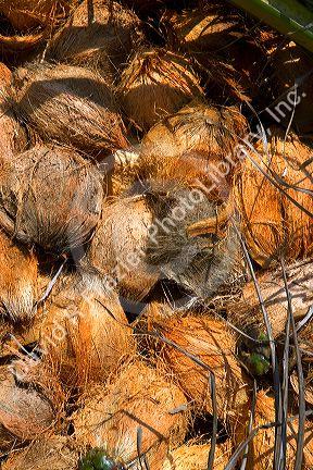 Newly harvested coconuts from coconut palm trees on the island of Ko Sumai, Thailand.