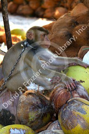 Trained monkey harvests coconuts from trees on the island of Ko Sumai, Thailand.