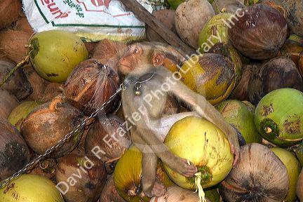 Trained monkey harvests coconuts from trees on the island of Ko Sumai, Thailand.