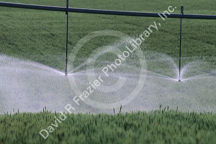 Sprinkler pivot irrigation in eastern Idaho wheat field.