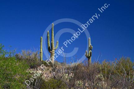 Saguaro cactus in Saguaro National Park located in southern Arizona, USA.