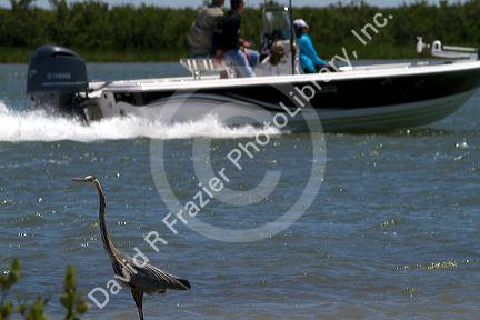 Great Blue Heron with motor boat passing by at Corpus Christi, Texas, USA.