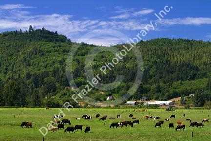 Dairy cows graze on farmland near Tillamook, Oregon, USA.