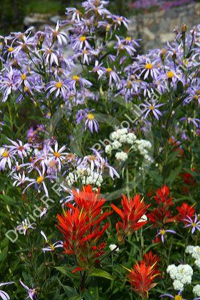 Red Indian paintbrush and other wild flowers grow in Mount Rainier National Park, Washington, USA