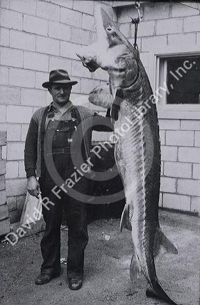 Historic  photograph of a man standing next to a nine foot long sturgeon he caught in the Snake River of Idaho.