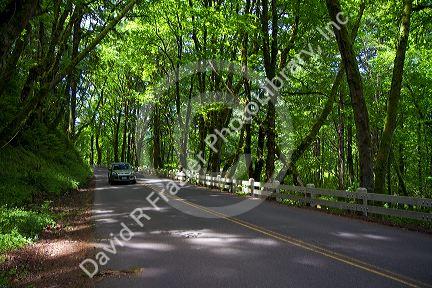 Deciduous trees line the Historic Columbia River Highway, Oregon, USA.