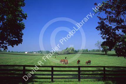 Horses grazing in bluegrass country near Lexington, Kentucky.