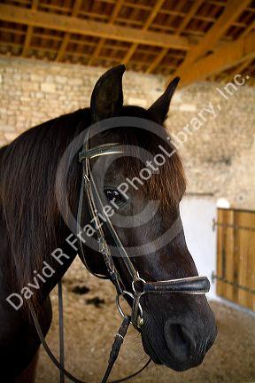 Horse on a farm near Angouleme in southwestern France.