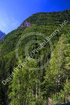 Scenic view along the Going-to-the-Sun Road in Glacier National Park, Montana, USA.