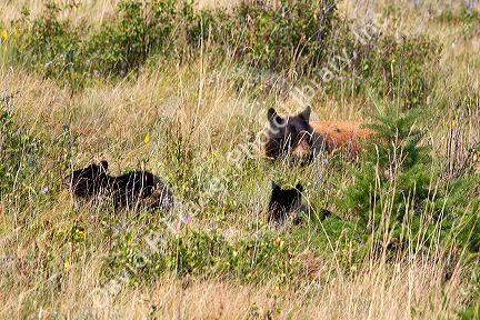 Cinnamon bear with cubs in the Waterton Lakes National Park, Alberta, Canada.