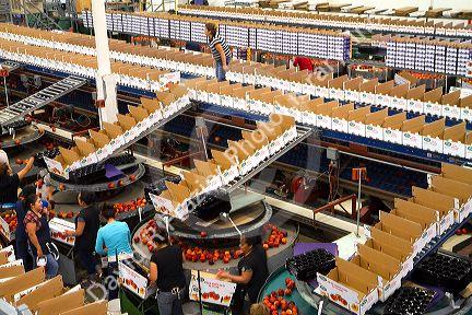 Workers sort peaches at the Symms Fruit Ranch packing facility near Sunny Slope, Idaho, USA.