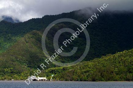 Lush vegetation on the island of Moorea, French Polynesia.