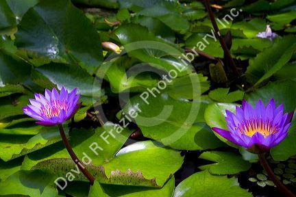 Nymphaea nouchali, star lotus water lily on the island of Tahiti, French Polynesia.