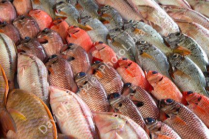 Colorful fish display at the Papeete Market on the island of Tahiti, French Polynesia.