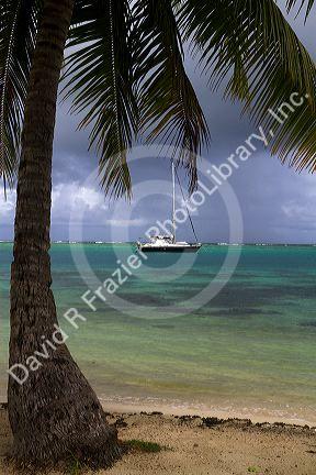 Palm trees and sail boat at Moorea, French Polynesia.