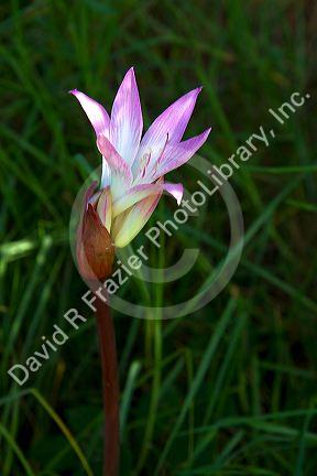 Wildflower at Bay of Islands at the town of Paihia, North Island, New Zealand.