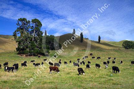 Cattle graze on farmland near Lake Taupo, Waikato Region, North Island, New Zealand.