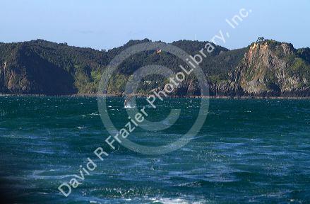 Dolphin in the Bay of Islands, North Island, New Zealand.