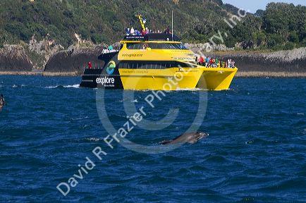A dolphin viewing tour boat in the Bay of Islands, North Island, New Zealand.