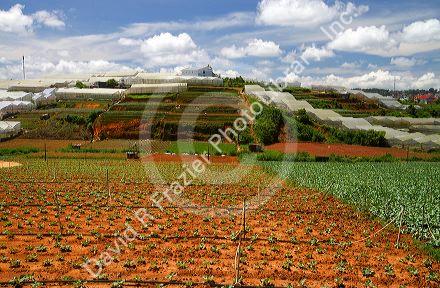 Vegetable production agriculture crop in Da Lat, Vietnam.