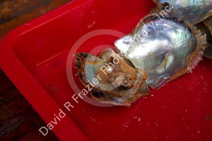 Cultured pearl grown in an oyster on a pearl farm in Ha Long Bay, Vietnam.