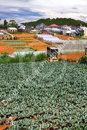 Vegetable production agriculture crop in Da Lat, Vietnam.