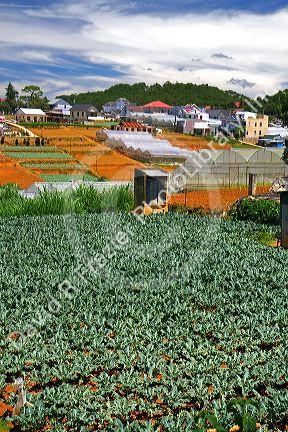 Vegetable production agriculture crop in Da Lat, Vietnam.